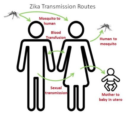 zika transmissão